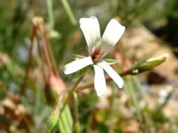 Pelargonium elongatum flower